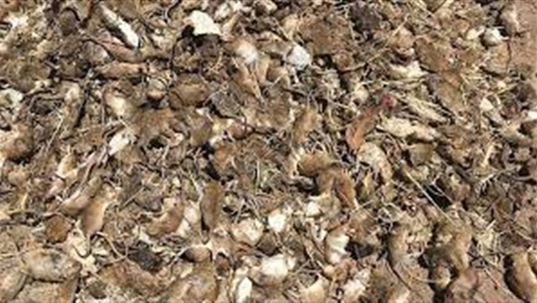 Australien: Mäusepest erzwingt die Evakuierung des Gefängnisses